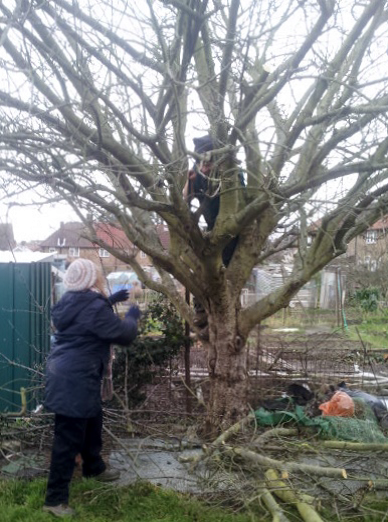 apple-tree-prune how it's done