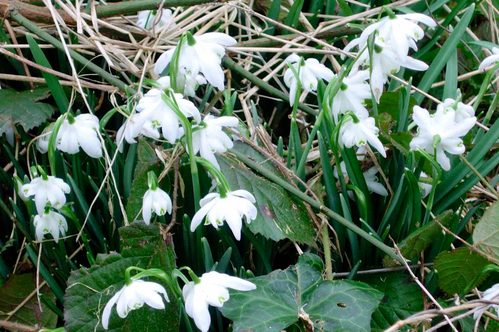 snowdrops-feb2016