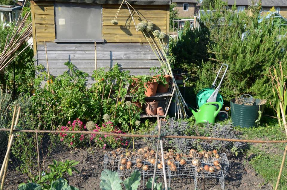 allotment-36