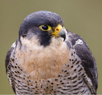 The Peregrine Falcon