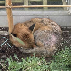 Fantastic Mr Fox?